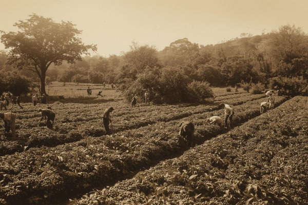 Spanish colonists introducing coffee to El Salvador in the 18th century, marking the beginning of coffee cultivation.