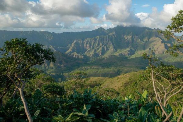 Sustainable coffee farming in Hawai‘i shaping the future of the coffee industry