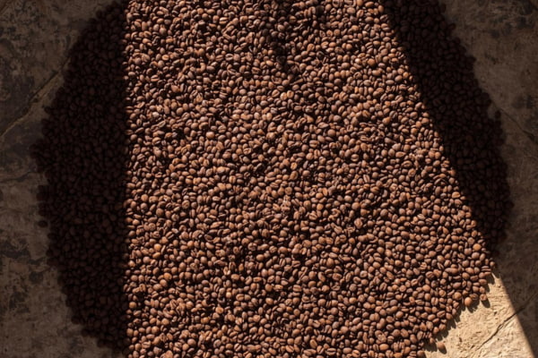 Different coffee processing methods like sun-dried, washed, and honey processed beans.