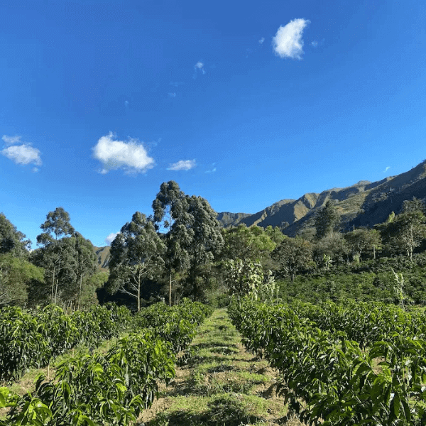 Why Is Ecuador’s Climate Every Coffee Lover’s Dream