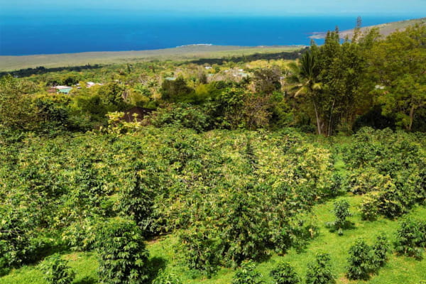 Kona coffee region showing volcanic soil and climate in Hawai‘i