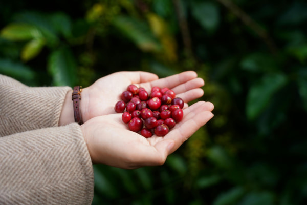 “Kona coffee farm tour at the 2024 Kona Coffee Festival, showing the coffee-growing process and Kona’s unique farming methods | Your Ultimate Guide to the 2024 Kona Coffee Cultural Festival: Must-See Events & Tips”