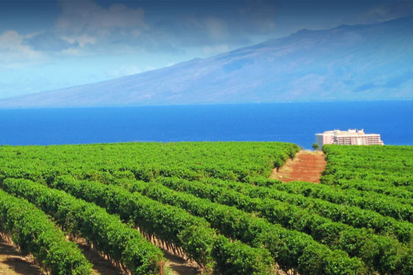 Hawaiian coffee regions showing the link between land, flavor, and culture