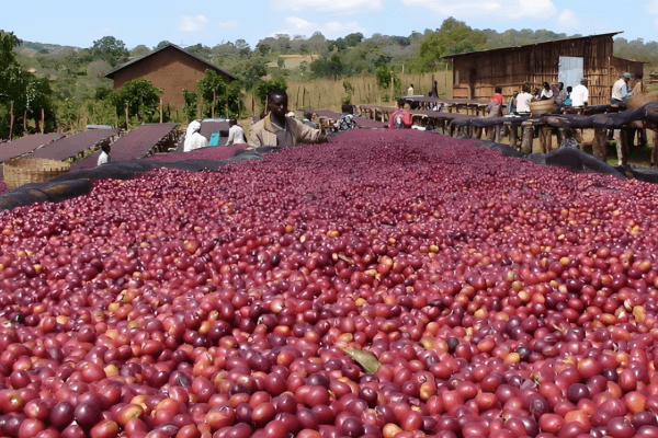 Maui coffee farms across different elevations showing varied growing conditions