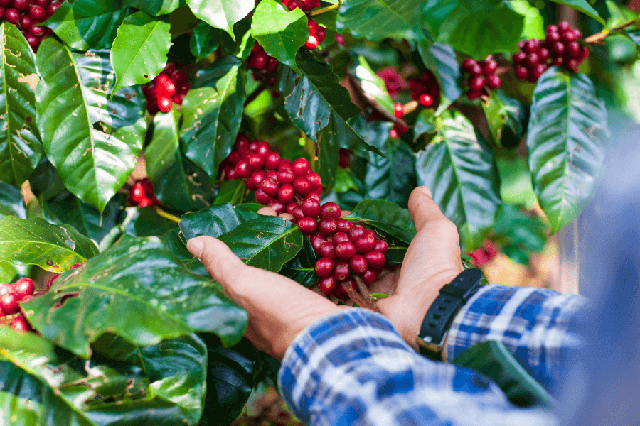 Smallholder coffee farmers benefiting from genetic advancements: enhancing yield and sustainability through research-driven breeding.