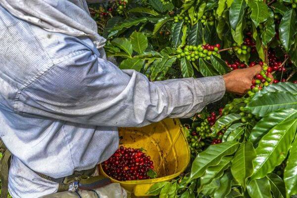 early history of coffee cultivation in Hawaii during the 19th century
