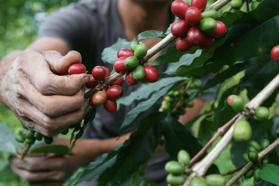 Ecuadorian coffee producer hand-picking ripe arabica beans at a small family farm in the Southern Highlands