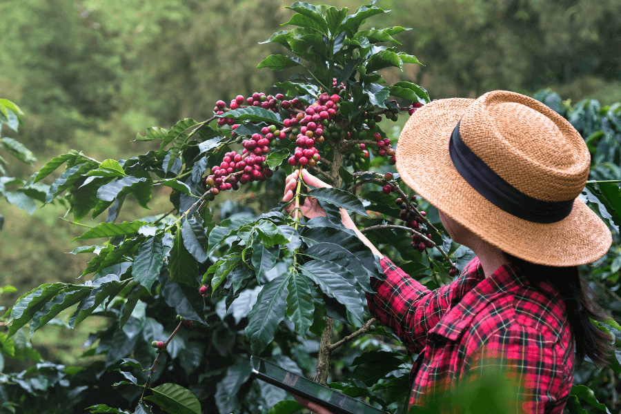 Developing climate-resilient coffee plants: breeding drought-tolerant and heat-resistant varieties to withstand climate change.