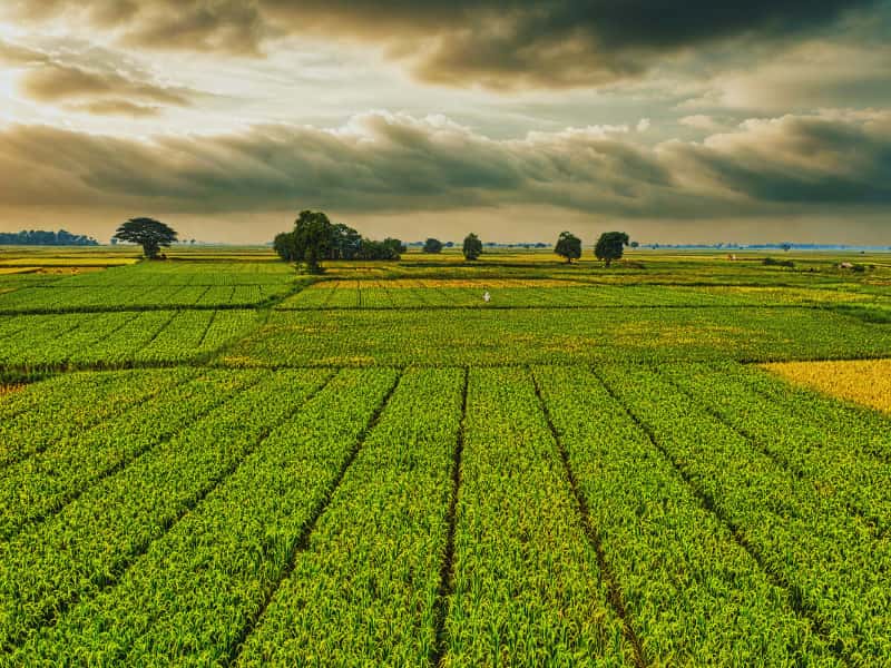Climate impact on coffee production in Vietnam's Central Highlands as severe droughts and erratic rainfall decrease yields
