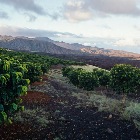 咖啡封面600600 (6).jpg