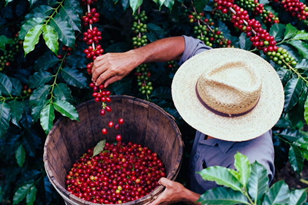 Hand-picking coffee cherries to ensure uniform ripeness for high-quality coffee.