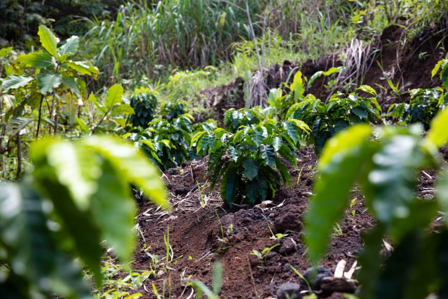 Inside Navarro Coffee and the Rise of Ka‘ū Coffee, sustainable coffee farming practices in Hawaii