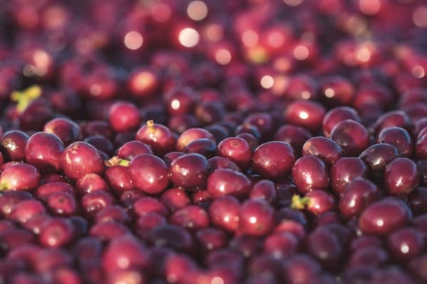 Brazilian coffee farms at harvest time, brewed in Brazil and shaped by climate pressure, showing why the world’s coffee hangs in the balance