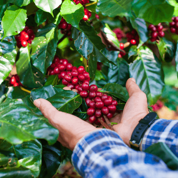How Genetic Research is Revolutionizing Coffee Farming