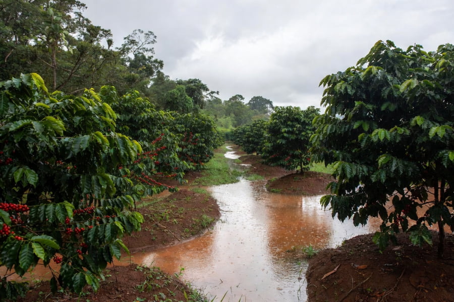 How Rain in Brazil and Vietnam Moves Coffee Prices through rainfall effects in Brazil coffee regions