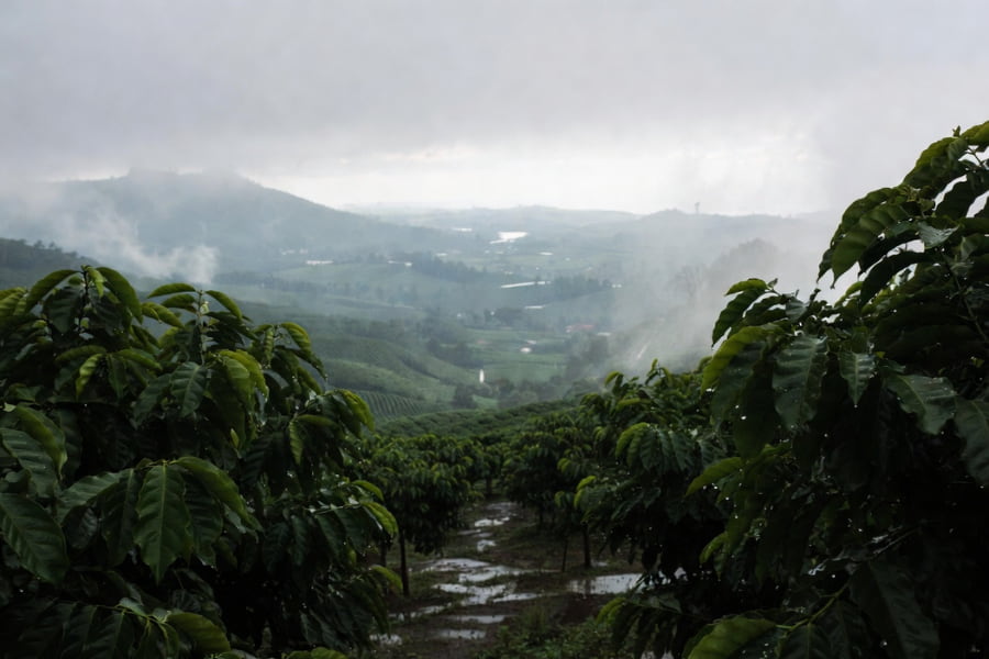 How Rain in Brazil and Vietnam Moves Coffee Prices by influencing Vietnam coffee production
