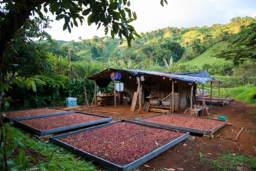 Inside Navarro Coffee and the Rise of Ka‘ū Coffee, family-run coffee farms focused on quality over scale