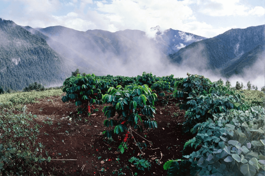 From Harvest to Flavor: The Role of Packaging in Salvadoran Coffee connected to high altitude volcanic soil coffee farming conditions in Guatemala