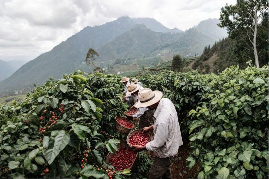 From Harvest to Flavor: The Role of Packaging in Salvadoran Coffee illustrated through traditional coffee harvesting by farmers in Guatemala